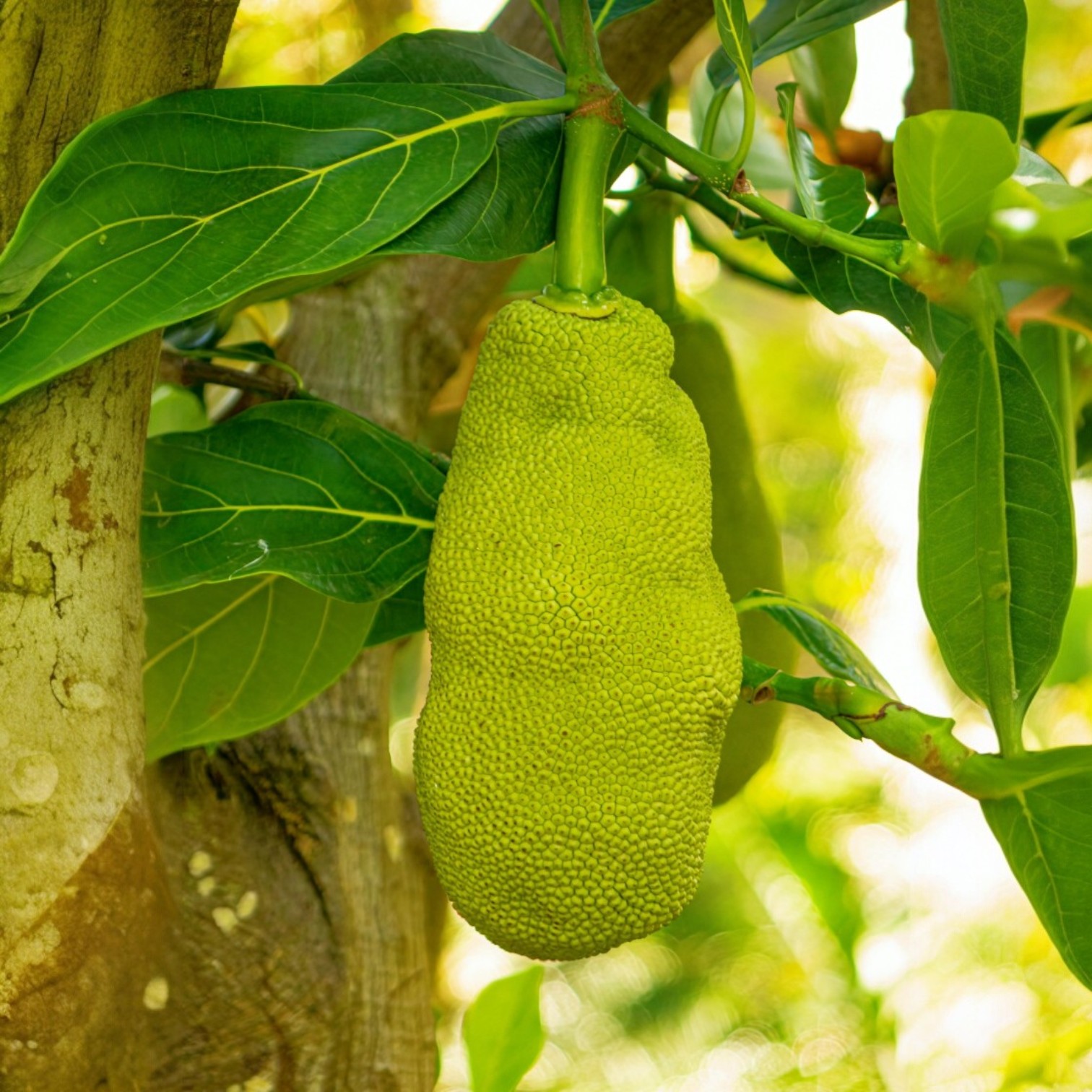Jackfruit (Kathal) Grafted All-Year Fruit Live Plant(Artocarpus heterophyllus) for Garden